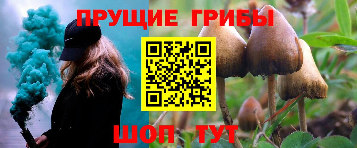 Галлюциногенные грибы Psilocybe Нововоронеж